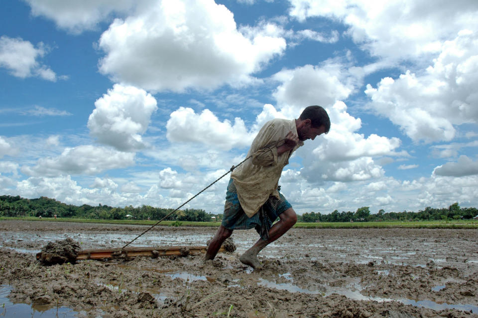 An Indian farmer drags a wooden plank to level soil as he works in a paddy field in Agartala, India. Many Indian farmers are adopting SRI to increase the productivity of rice by changing the management of plants, soil, water and nutrients. (Photo: Parthajit Datta/AFP/Getty Images)