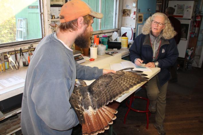 Danny Erickson examines the feathers on the wing of a red-tailed hawk as Suzanne Kaehler records information at Cedar Grove Ornithological Research Station in Cedar Grove.