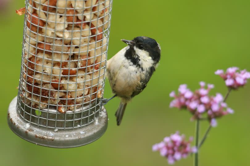 A pretty Coal Tit ( Periparus ater) feeding from a peanut feeder.