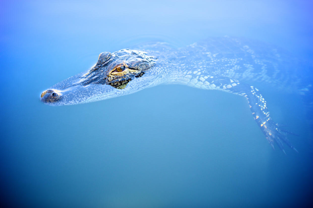 Die US Air Force fand am Montag in einem Alligator einen kurzzeitigen, aber mächtigen Gegner. (Symbolbild: Getty Images)