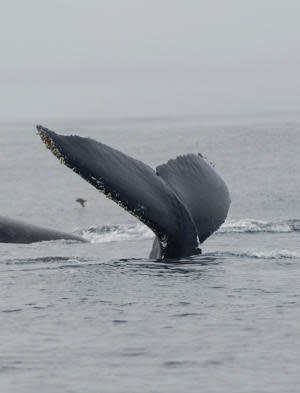 Ballena de la Patagonia (iStockphoto)