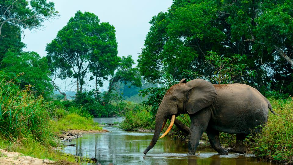 An African forest elephant at the Lekoli River in Odzala-Kokoua National Park, Congo. - Education Images/Universal Images Group Editorial/Getty Images