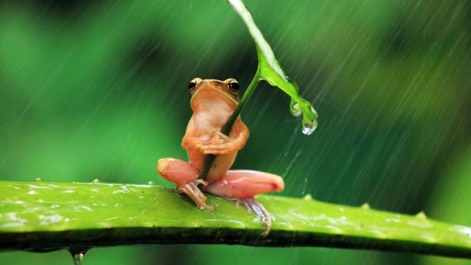 A red tree frog holds an all-natural umbrella against the rain as El Niño results in record ocean temperatures