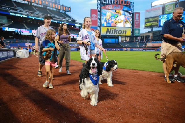 A dog walks around the field during Bark in the Park day at Citi