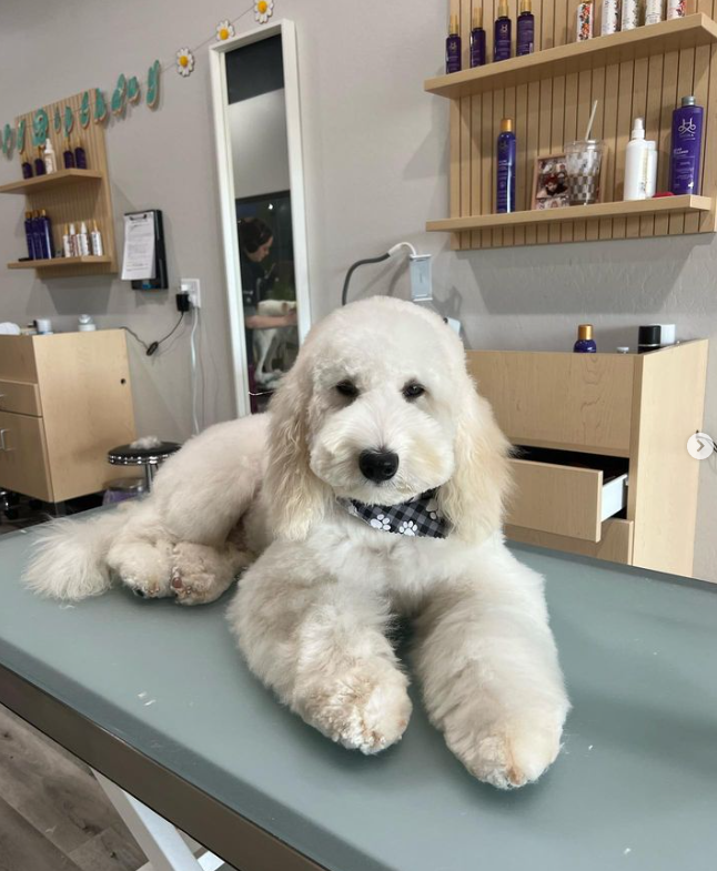 a white, fluffy goldendoodle with long hair on his legs, body, tail, face and ears lying on a table in a groomers facility