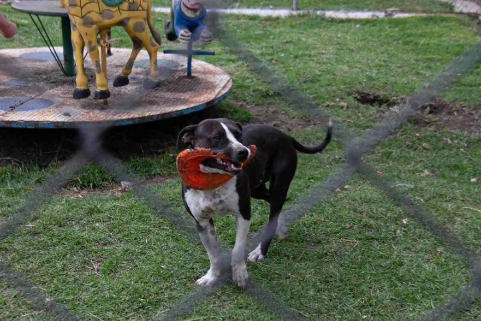 'De Corazón' es un refugio ubicado en el Ajusco. (Foto: Sharenii Guzmán | @shareniiguzman | Animal Político - Animal MX)