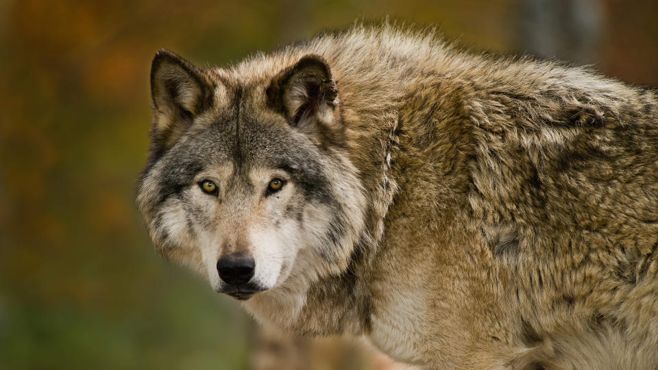Gray wolf facing camera
