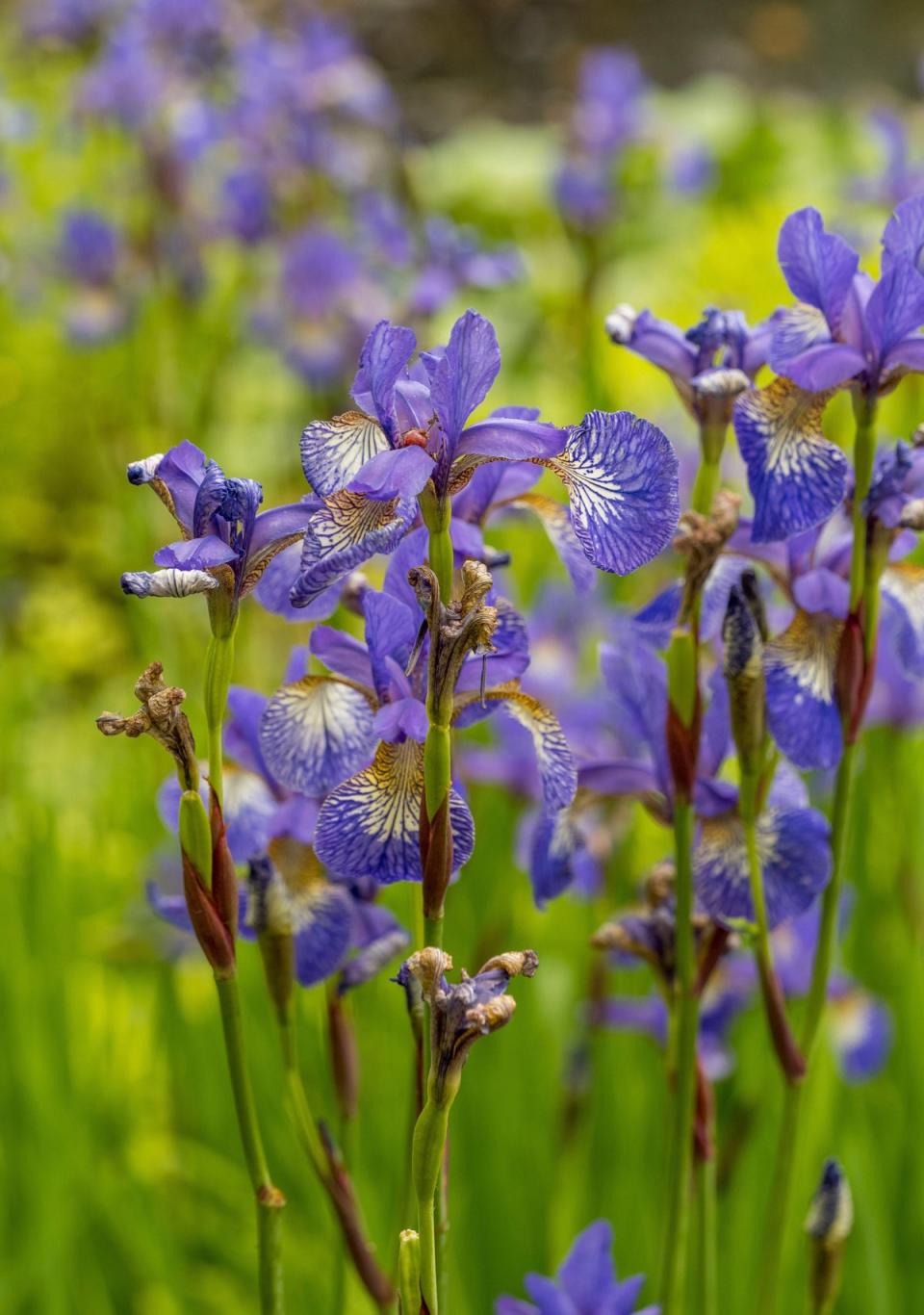 Purple Siberian Iris will flower almost anywhere (Alamy Stock Photo)
