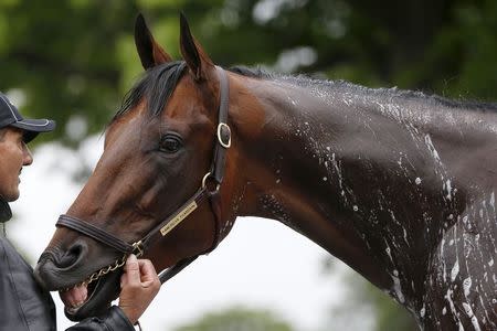 Kentucky Derby and Preakness Stakes winner American Pharoah is bathed following his morning workout at Belmont Park in Elmont, New York, United States June 5, 2015. REUTERS/Shannon Stapleton