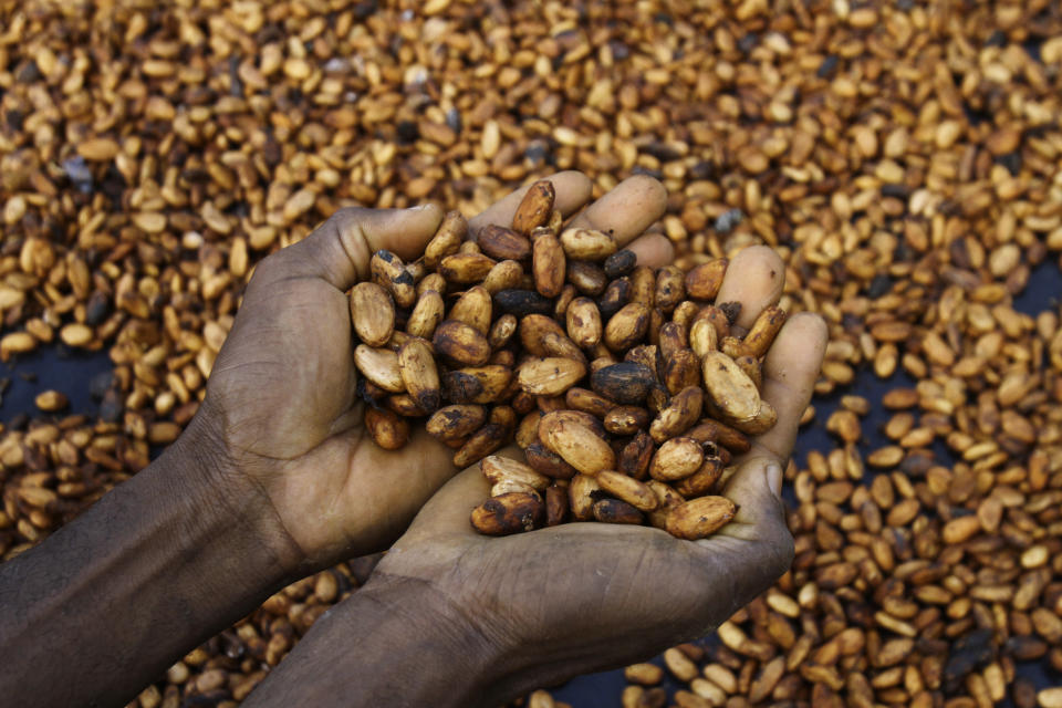Sylvain N'goran, who has been a cocoa farmer for the past 17 years, holds cocoa beans in his hand in the village of Bocanda north of Abidjan, Ivory Coast, Oct. 24, 2022. For the cocoa tree to fruit well, rains need to come at the right times in the growing cycle. Experts say small-scale farmers are hurting this year. (AP Photo/ Diomande Bleblonde)