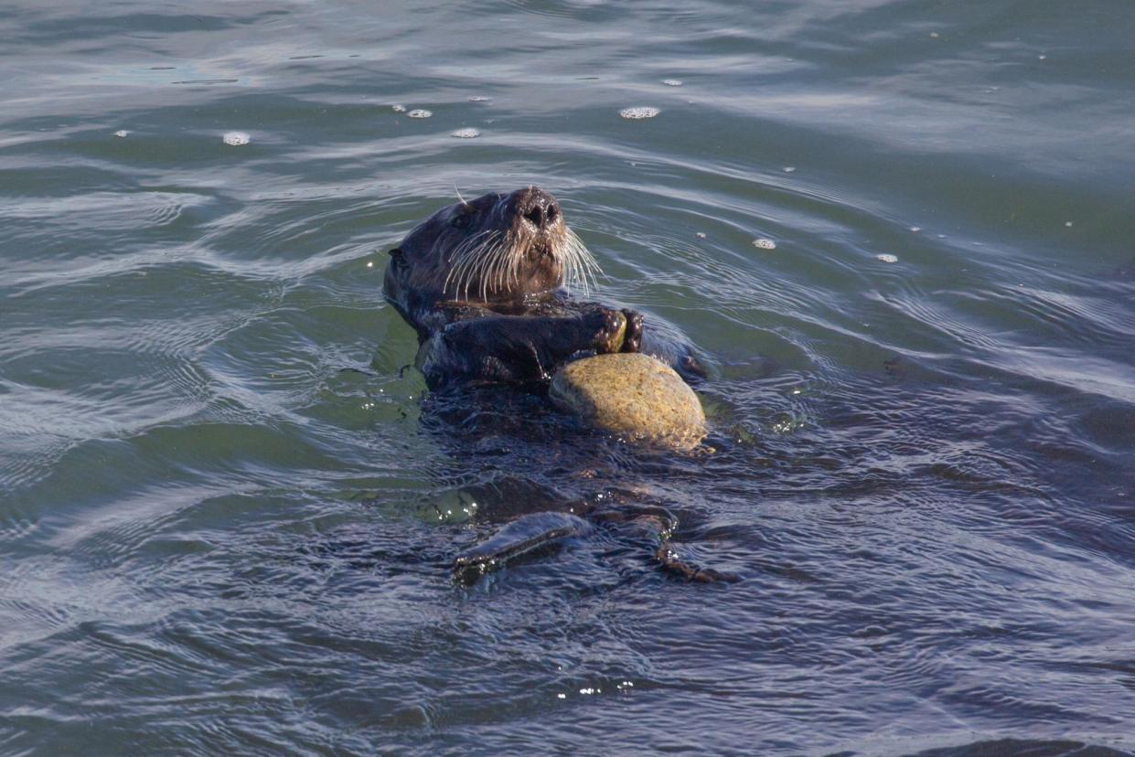 <span>An otter with a rock anvil feeding on a sea animal.</span><span>Photograph: Monterey Bay Aquarium</span>