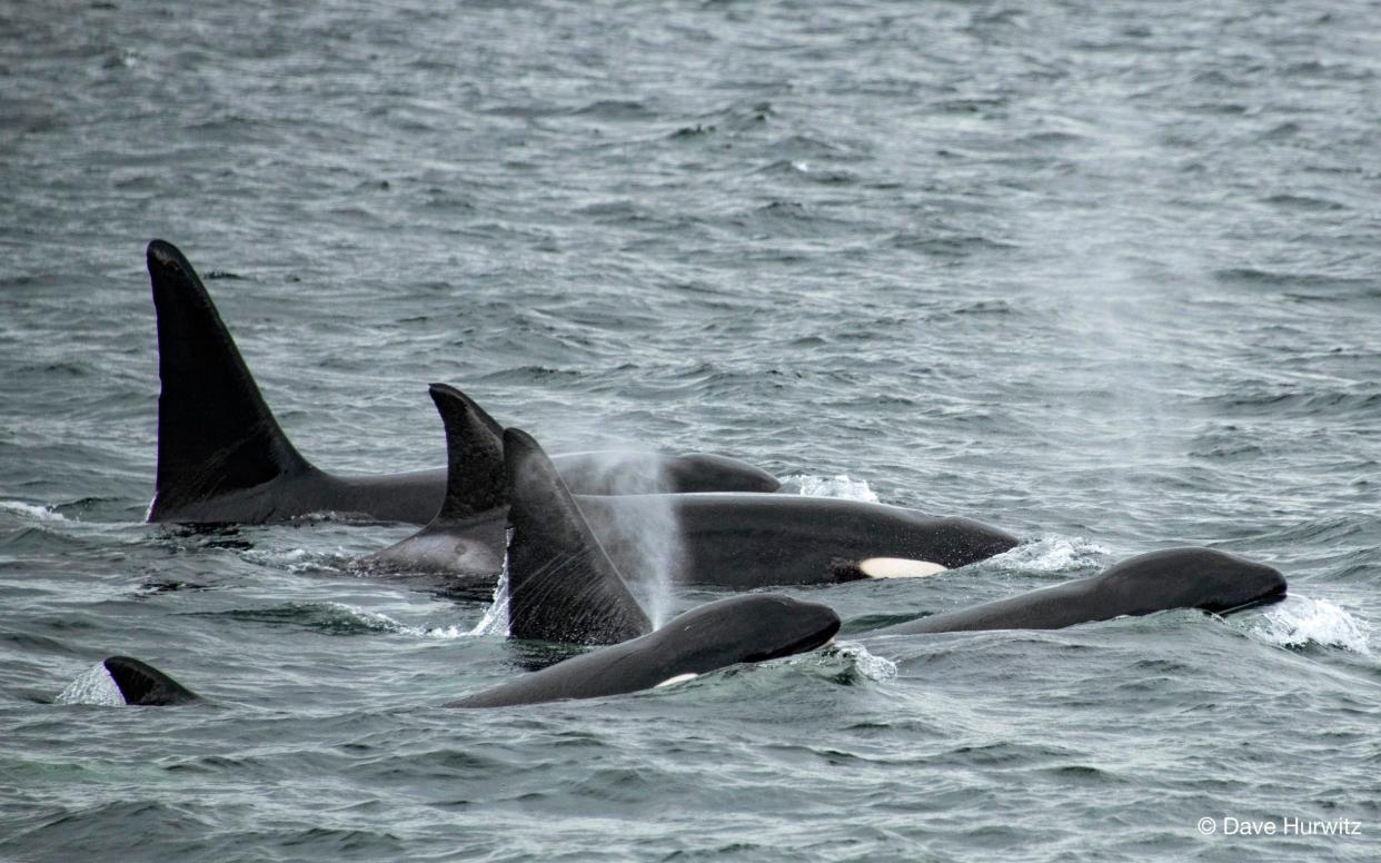 Killer whales hunting sharks