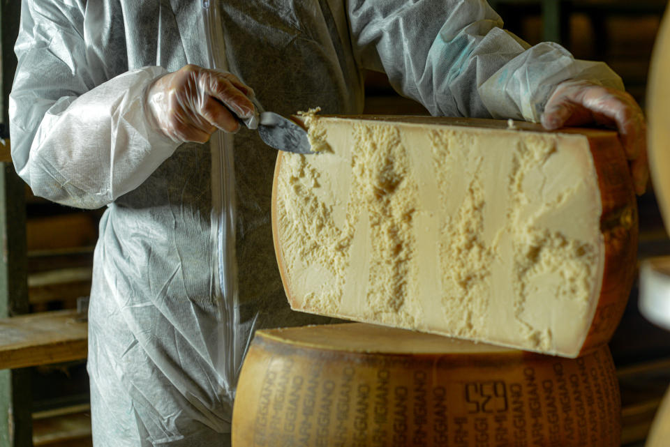 cutting a massive wheel of parmigiano reggiano cheese