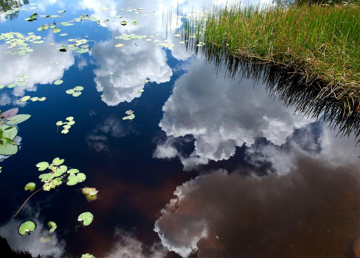 Clouds are reflected in the wetlands of Grassy Waters Preserve in West Palm Beach. The wetlands serve as the freshwater supply for the city of West Palm Beach and the towns of South Palm Beach and Palm Beach.
