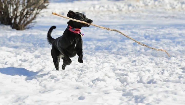 The Most Amazing Dog Videos of the Week 2-27-23 (Snow Dog Edition!)