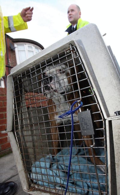 A pit bull-type dog seized during a 2007 raid on an illegal dogfighting operation in East Cleveland, Ohio. <a href="https://www.gettyimages.com/detail/news-photo/pit-bull-type-dog-seized-this-morning-during-a-series-of-co-news-photo/832821312" rel="nofollow noopener" target="_blank" data-ylk="slk:Owen Humphreys – PA Images via Getty Images;elm:context_link;itc:0;sec:content-canvas" class="link ">Owen Humphreys – PA Images via Getty Images</a>