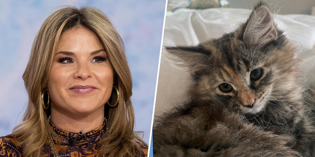 Jenna Bush Hager's family has welcomed a kitten with a purfect name