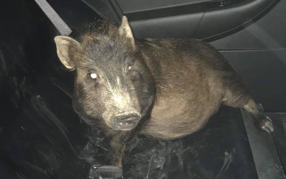 Officers assumed a man claiming to be followed by a pig had overindulged on Saturday evening - North Ridgeville Police Department
