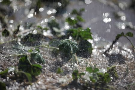 Crops are watered at an agricultural field in the Hula Valley, northern Israel October 23, 2017. REUTERS/Amir Cohen