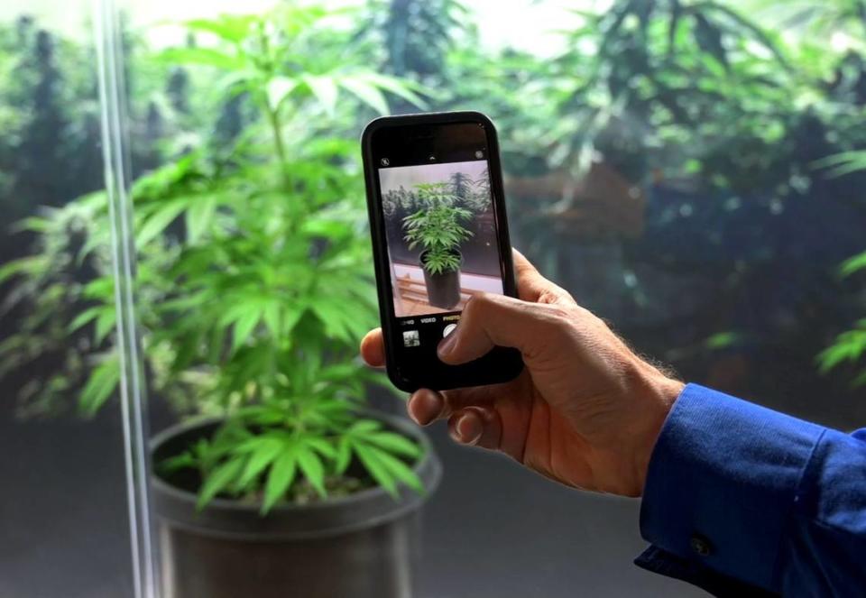 A man takes a picture of one the cannabis plants on display at the first Cannabis Awards and Exhibit at the California State Fair during media day on Wednesday, July 13, 2022.