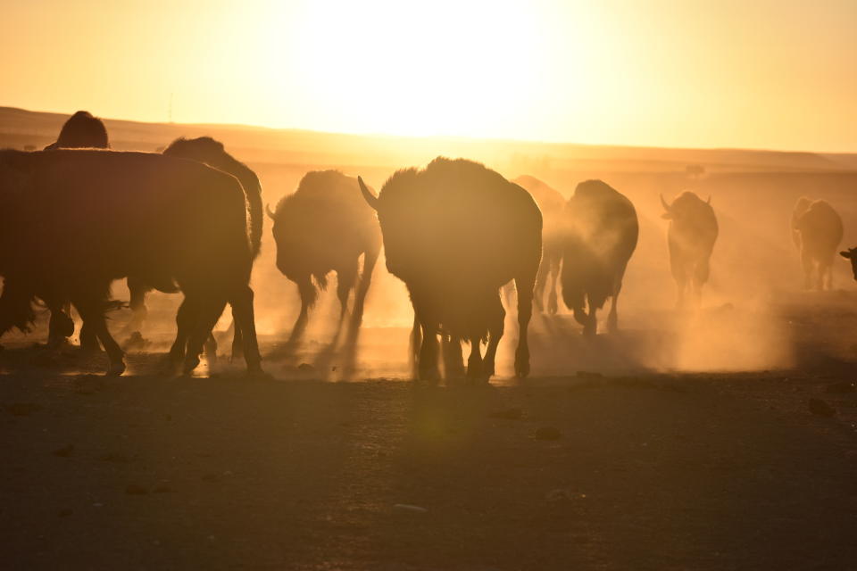 FILE - Bison awaiting transfer to Native American tribes walk in a herd inside a corral at Badlands National Park, on Oct. 13, 2022, near Wall, S.D. U.S. Interior Secretary Deb Haaland on Friday is expected to announce a secretarial order that's meant to help more tribes establish bison herds, along with $25 million in federal spending for such efforts. (AP Photo/Matthew Brown,File)