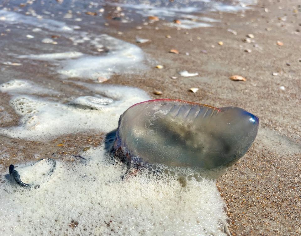 Portuguese Man 'O War