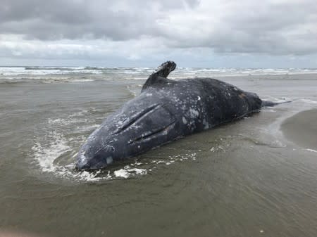 A stranded dead gray whale is pictured at Leadbetter Point State Park, Washington, U.S. in this handout photo