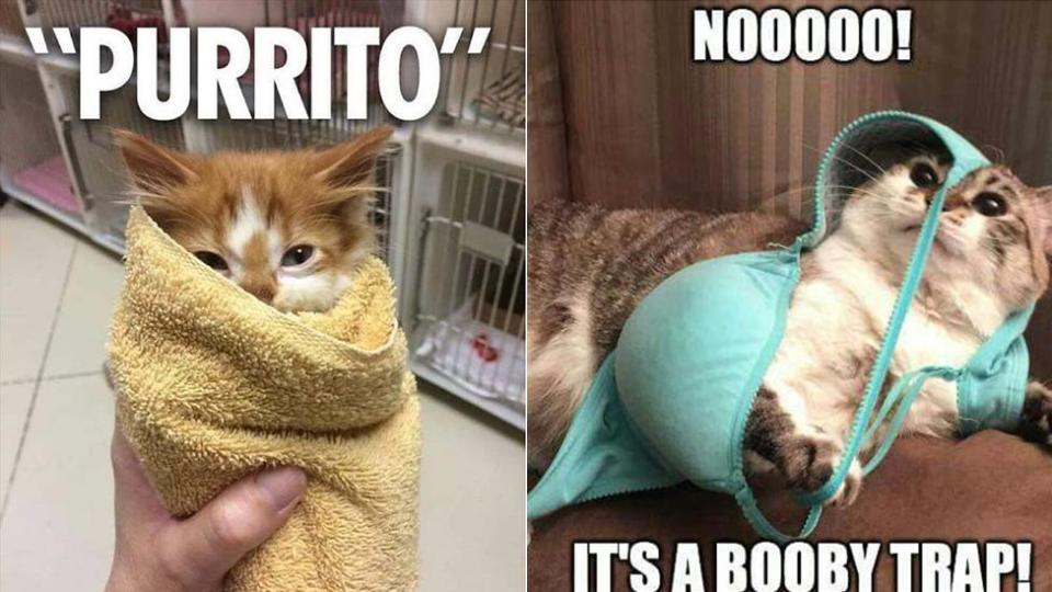 Funniest cat memes