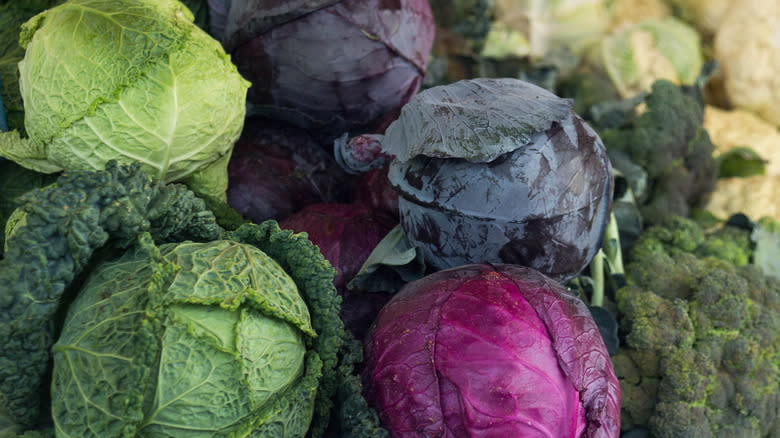 different types of cabbage