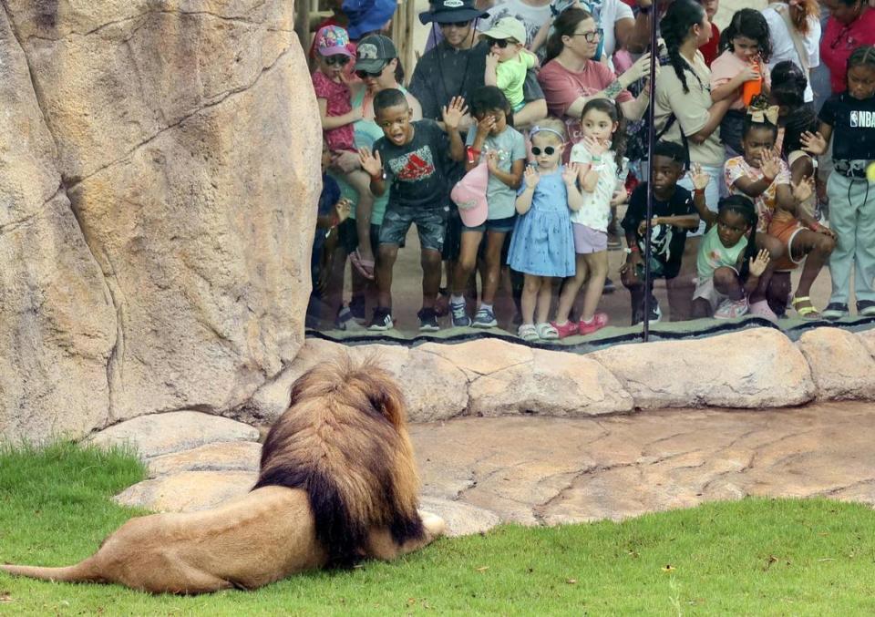 Visitors crowd the glass viewing area as Jabulani watches from his new habitat at The Fort Worth Zoo on Thursday, June 22, 2023. The Fort Worth Zoo’s Predators of Asia & Africa habitat opened to much fanfare. Amanda McCoy/amccoy@star-telegram.com