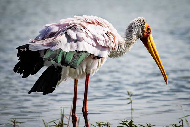 <p>Crookes&Jackson</p> A yellow-billed stork fishes in the shallows of the delta.