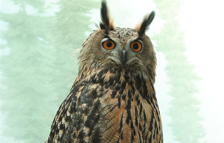 Postmortem testing has determined that Flaco, the beloved Eurasian eagle owl that touched the hearts of many New Yorkers, suffered traumatic injuries and had been battling two underlying conditions that led to his death.