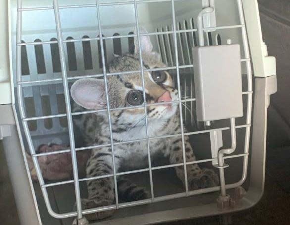 According to the criminal complaint, Rafael Gutierrez-Galvan sold a margay cub last month for $7,500 in a parking lot of a sporting goods store. / Credit: Justice Department