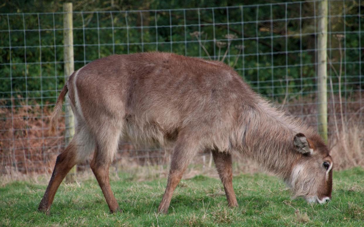 Female waterbuck - Michael Evershed/Alamy Stock Photo 