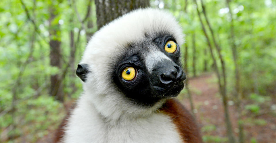 Joviana, a lemur, gazes at the camera during a media tour at the Duke Lemur Center in Durham, North Carolina, Tuesday, May 7, 2013. The lemur was the inspiration for the Kratt Brothers' (Chris and Martin), talking Coquerel's Sifaka, 'Zoboo' on the PBS children's show "Zoboomafoo". (Chuck Liddy/Raleigh News & Observer/Tribune News Service via Getty Images)
