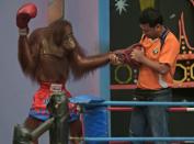 Staff member interacts with an orangutan during a Muay Thai kickboxing bout, at Safari World, a large zoo on the outskirts of Bangkok