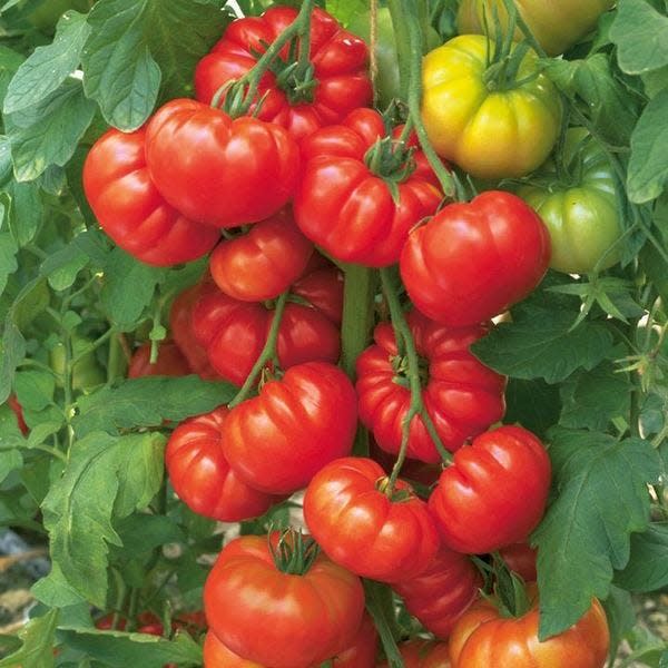 Tomatos come in many sizes and shapes. The beefsteak tomato is one of our favorites. Photo courtesy of Project Purity Seeds