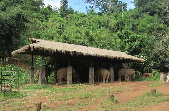 The elephant camp. Photo: Chris Ashton