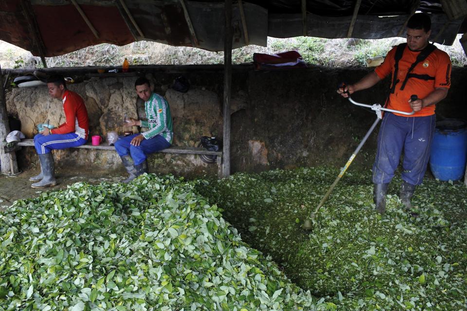 Colombia cocaine production