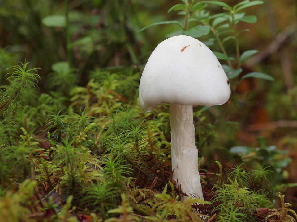 Destroying angel, Amanita virosa