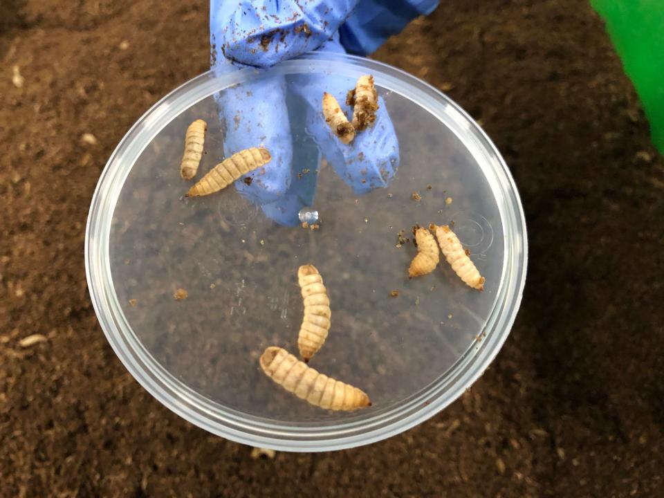 Insect larvae on a transparent plate, held by a blue gloved hand