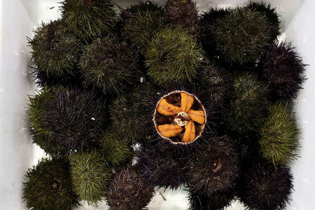 Sea urchins are displayed at the fish pavilion in the Rungis International wholesale food market as buyers prepare for the Christmas holiday season in Rungis, south of Paris, France, December 6, 2017. Picture taken December 6, 2017. REUTERS/Benoit Tessier