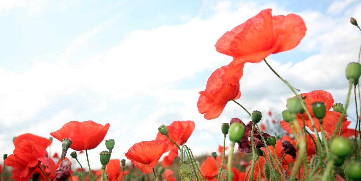 wild poppies