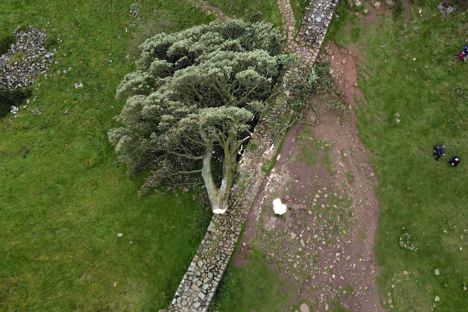 Hadrian’s Wall has been damaged by the vandals who chopped down the Sycamore Gap tree, investigators have discovered (PA)