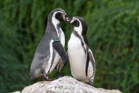 <p>Auch bei den Pinguinen im Wiener Tiergarten Schönbrunn wird Valentinstag gefeiert. (Bild: ddp Images/ Daniel Zupanc) </p>