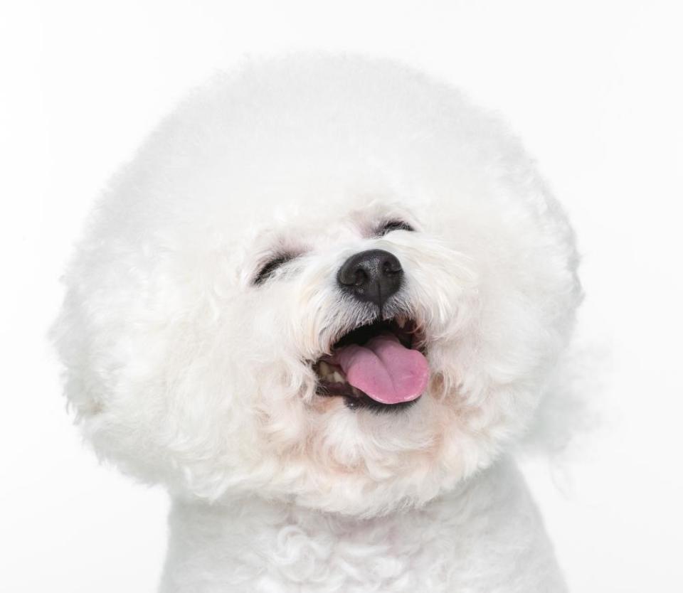 Bishon Frise Smiling on White SeamlessHappy Bishon Frise Smiling in Studio