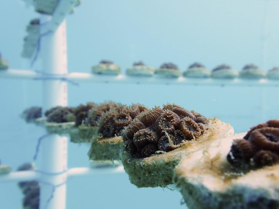 In kleine stukjes gekweekte bergachtige sterkoralen, gemonteerd op speciale pluggen, hangen aan een boom nadat ze zijn teruggebracht naar de kwekerijen in het water.  De koralen werden geëvacueerd na de hitte van de zomer van 2023 om te herstellen in de kwekerijen op het land van Mote.