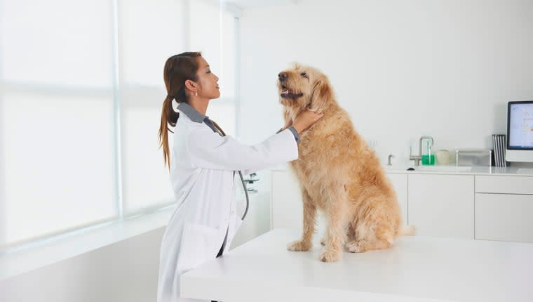 The US Doesn't Have Enough Veterinarians To Meet Increasing Needs