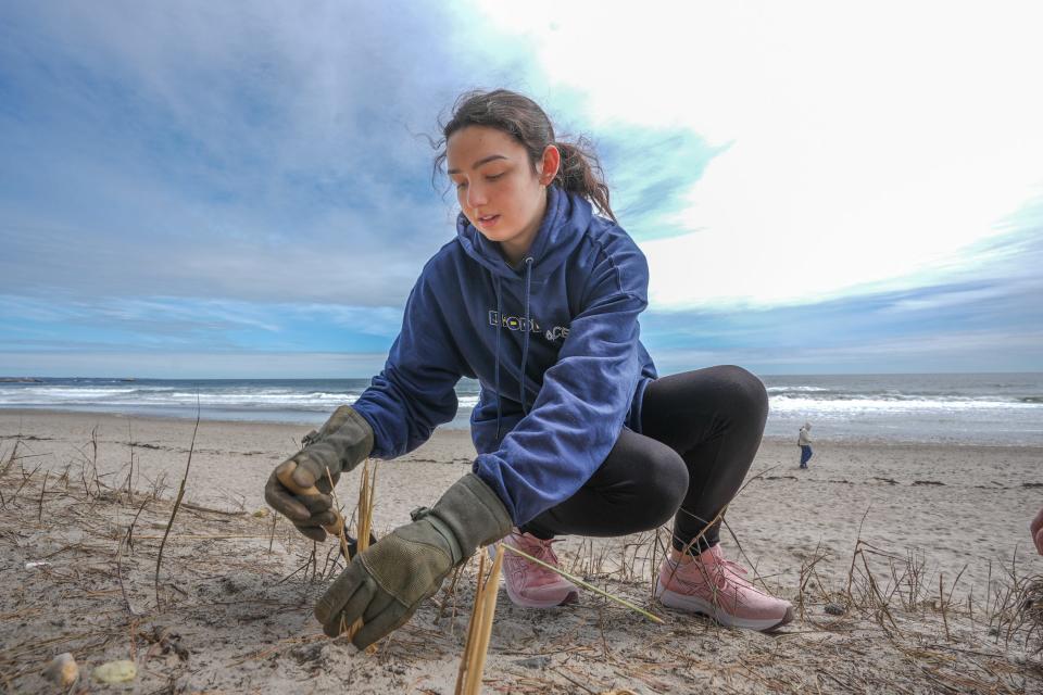 Volunteer Sydney McGraw of Portsmouth plants sprigs of dune grass at Town Beach in Narragansett. The town is undertaking its largest beach and dune restoration since Superstorm Sandy more than a decade ago.