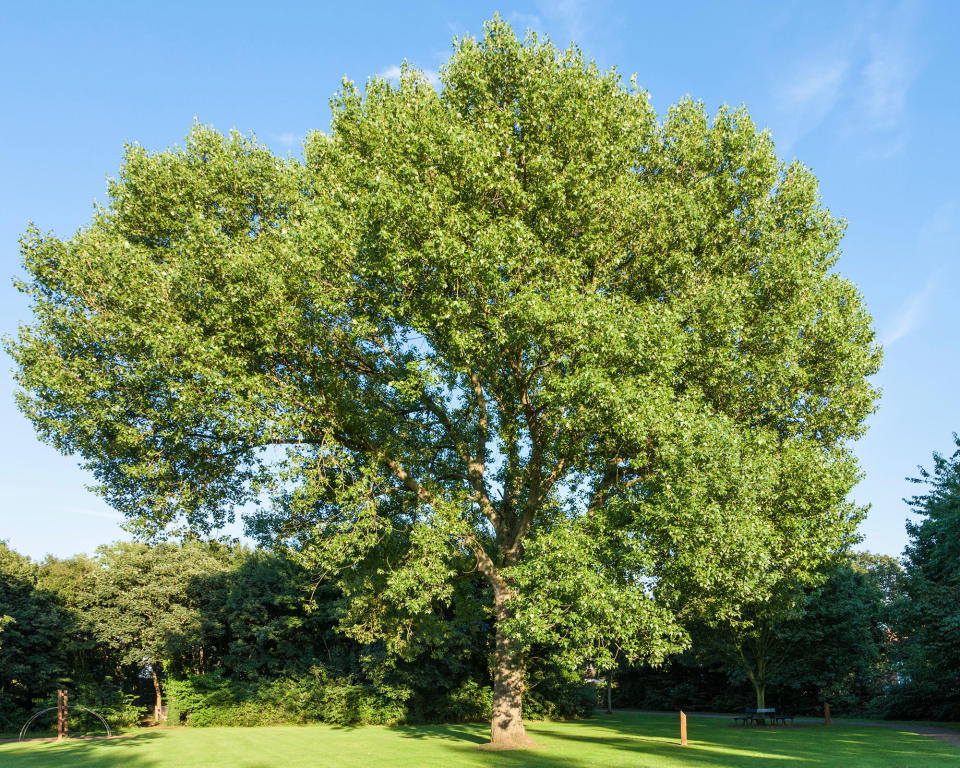 7. Hybrid or Caroline Poplar (Populus X Canadensis)